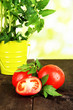 Fresh tomatoes and young plant in bucket