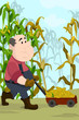 Farmer harvesting corns