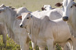 Cows and bulls on a farm in Mato Grosso