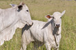 Cows and bulls on a farm in Mato Grosso