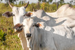 Cows and bulls on a farm in Mato Grosso