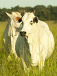 Cows and bulls on a farm in Mato Grosso