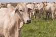 Cows and bulls on a farm in Mato Grosso