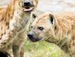 Wild Spotted Hyenas on the Hunt