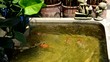 KOI swim in pool, Cyprinus carpio haematopterus