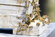 Beekeeping