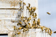 Beekeeping