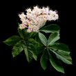 Chestnut flowers with green leaves on a dark background