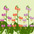 Background with Lilium martagon flowers