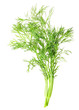 Fresh green dill isolated.