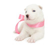 husky puppy