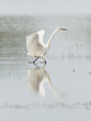 Egretta garzetta or small white heron
