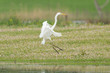 Great white heron