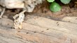 Ant in line