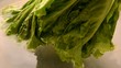 Lechuga Lettuge Lattuga 상추 Laitue Gartensalat