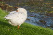 domestic goose on green grass
