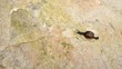 Thai snail is runner