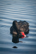 black swan floating on river