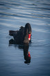 black swan reflecting on lake surface