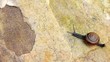 Thai snail is runner