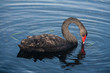 black swan searching for food