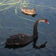 female mallard and black swan on lake