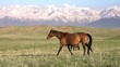 Walking Horse. Slow Motion at a rate of 120 fps