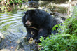 Asiatic black bear