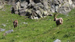 stambecchi maschi (capra ibex)