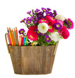 Pencils and aster flowers