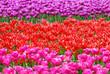 background with tulip fields in different colors