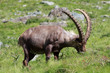 stambecco maschio (Capra ibex)