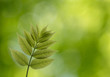 Spring green branch in the forest