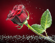 Rose close-up photo with carbon dioxide bubbles