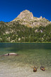 Patos nadando en el Estany de Ratera