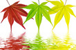 Tricolor seasons