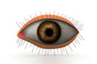3d eye.