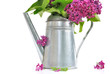pétales de lilas