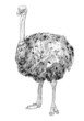 Ostrich