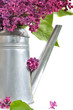 bouquet de lilas dans arrosoir