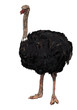 Ostrich