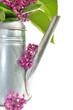 pétales de lilas