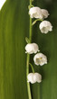 Lilies of the valley and green leaf.