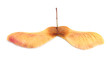 Maple seeds
