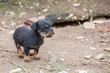 Small dachshund closeup