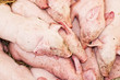 Piglets