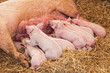 piglets