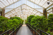 Photo: Bright greenhouse with foliage growing Bright greenhouse with foliage growing