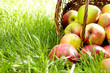 Healthy Organic Apples in the Basket.