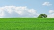 Time labse footage of green field